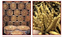 冬虫夏草樱花雪_650字