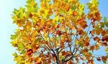 我是一棵梧桐树_650字