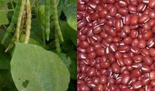 神奇的小豆_1200字