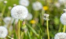 蒲公英与墙头草_750字