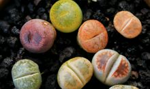 种子和石头_450字