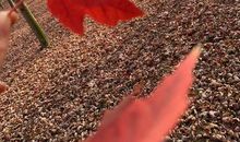 风吹落花，我心已凉[引子]_100字