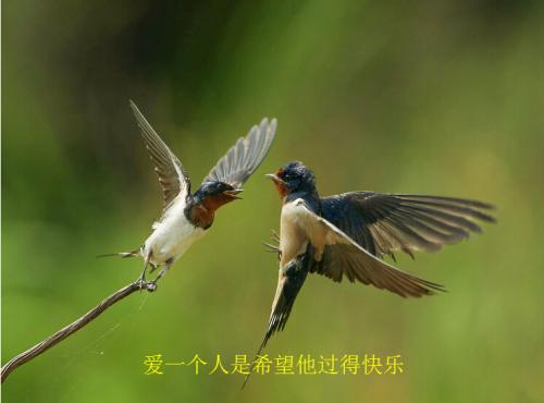 [超级新星小学]我想给世界一只鸟_550字
