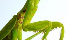 我的大侄子_450字