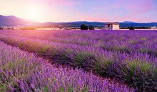 薰衣草——哥哥回来_800字