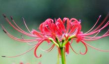 初三说明文：心灵撒满阳光，鲜花一路绽放。_450字