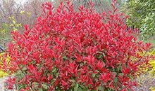 花·石楠[5]共相惜_1000字