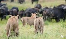 狮群和牛群_500字