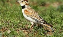 长嘴百灵鸟_550字