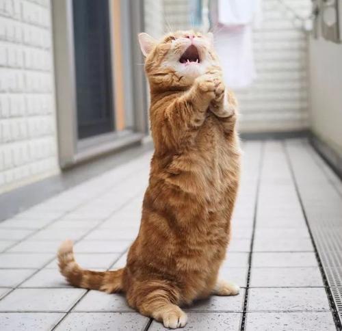 小鱼_500字的小猫