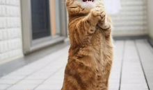 小猫与小鱼_500字