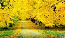 [秋天的童话]黄昏的小路上_500字