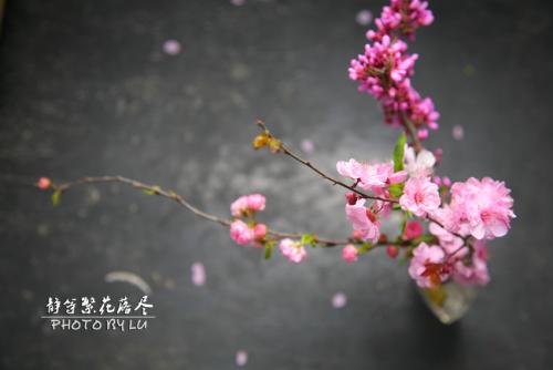 鲜花，鲜花，终于落在地上_3000字
