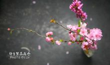 繁花落尽·花终于掉在了地上_3000字