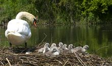 浓浓的母爱_450字