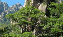 靓丽多姿黄山云_800字