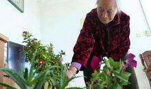 奶奶爱养花_300字