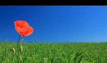 春天里的小灿烂_800字