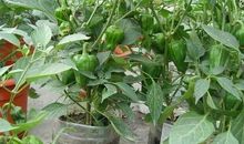 爱种地的爷爷_400字