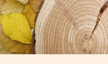 [爱的感悟]匆匆年轮_700字