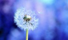 [暑期大PK]蒲公英的爱_750字