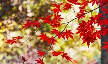 我是一片枫叶_800字