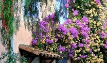 甜甜草周游世界_1200字