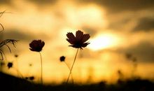 遇见你，是我的缘。（六）_350字