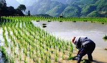 太阳的味道_650字