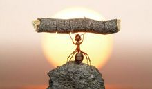 蚂蚁的力量_500字