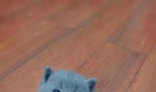 我是一个爱笑的孩子_300字