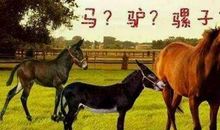 马与驴子