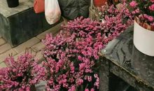 猛虎白月亮（三 已修改）_3000字