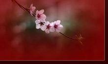 窗外桃花_1500字