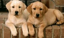 乖狗狗与坏狗狗的区别_550字