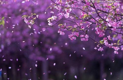 花很容易下降_550字