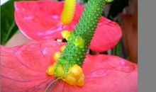 我用红掌为青春代言_600字