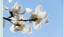 关于兰花的作文：春天的玉兰花（二）_550字