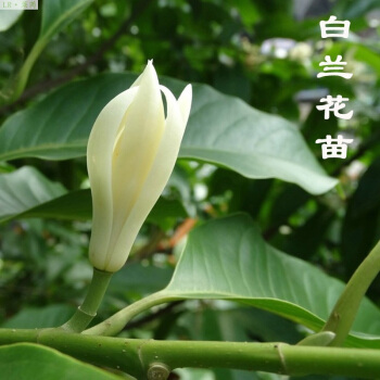 兰花的组成：Malgo花_500字