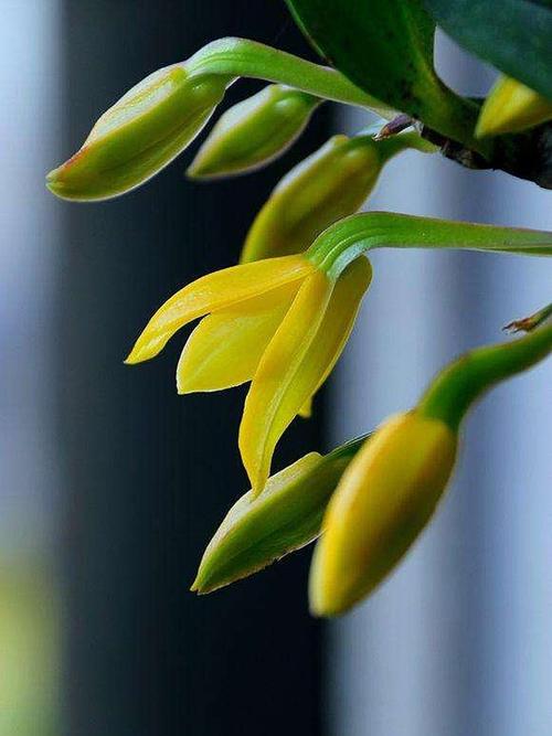 关于兰花的组成：我喜欢挂蓝花_500字