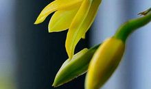 关于兰花的作文：我喜欢吊兰花_500字