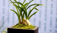 我喜欢兰花_450字