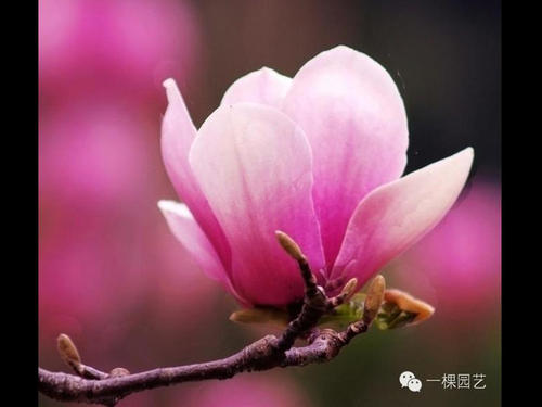 玉米兰花在春日下绽放_800字