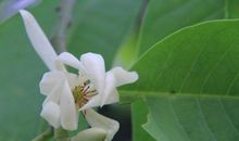 我喜欢白兰花_700字