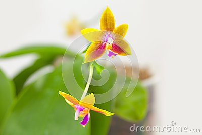 美丽的兰花_350字
