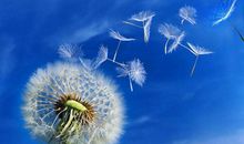 蒲公英旅行记_1000字