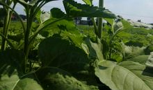 怒放吧，向阳的花_900字