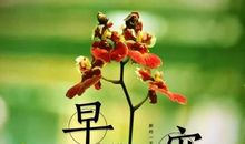 强求也是一种美_550字