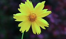 做人要坚强_800字