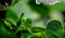 让心底盛开一朵花_750字